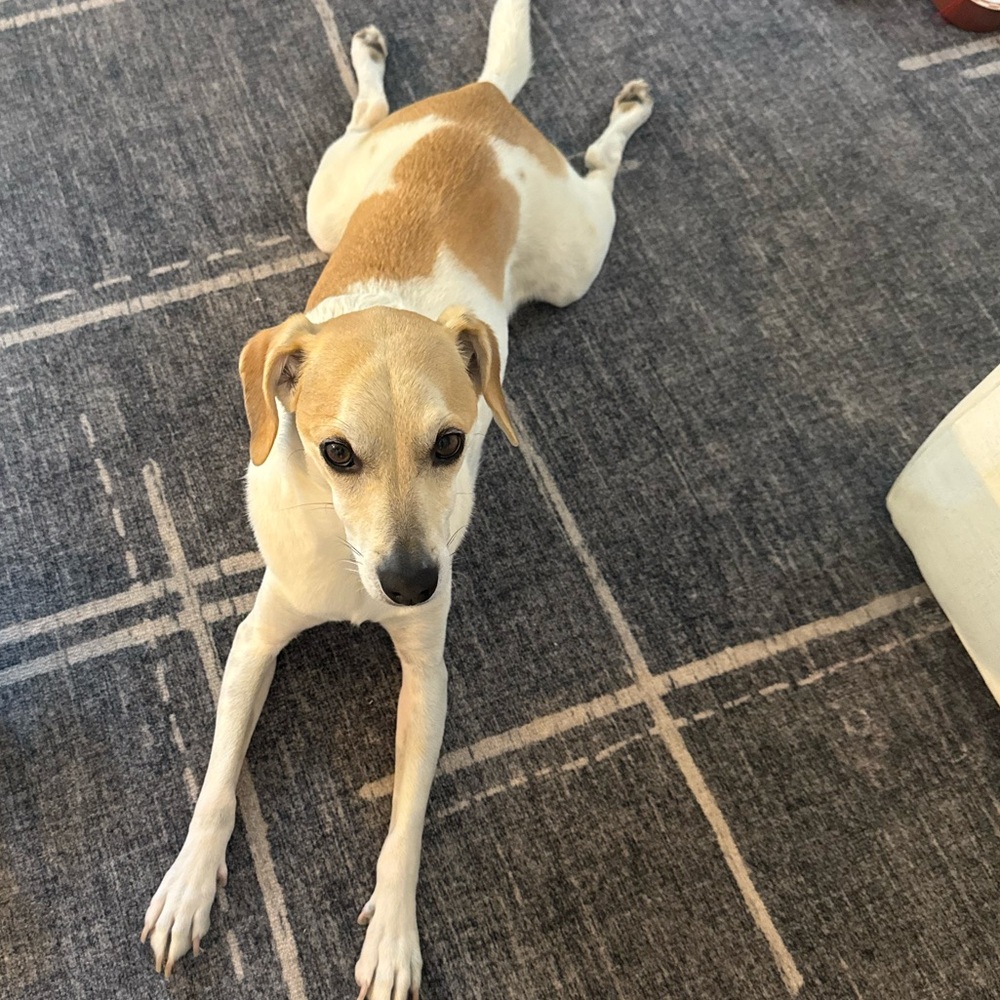 Turkey legs coming right up